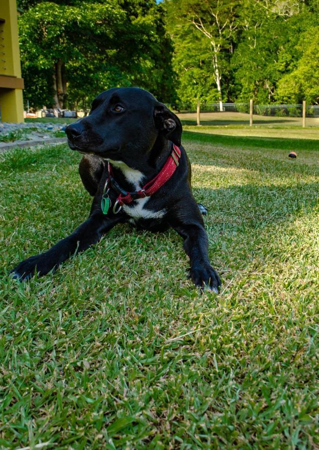 Cairns Homestead Redlynch Pet And Family Friendly Extérieur photo